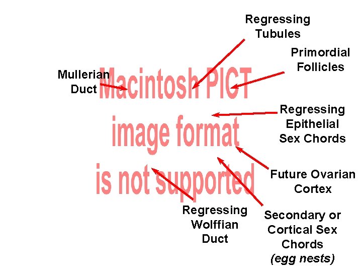 Regressing Tubules Primordial Follicles Mullerian Duct Regressing Epithelial Sex Chords Future Ovarian Cortex Regressing