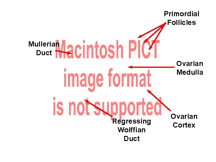 Primordial Follicles Mullerian Duct Ovarian Medulla Regressing Wolffian Duct Ovarian Cortex 