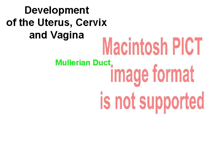 Development of the Uterus, Cervix and Vagina Mullerian Duct 