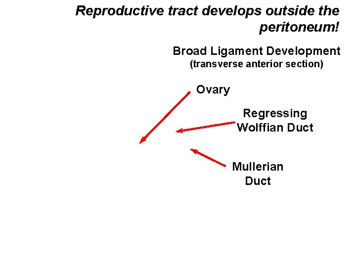 Reproductive tract develops outside the peritoneum! Broad Ligament Development (transverse anterior section) Ovary Regressing