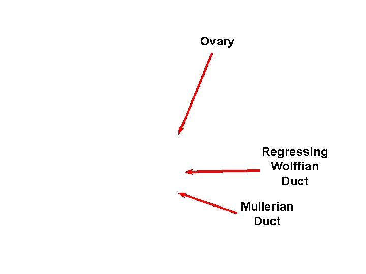 Ovary Regressing Wolffian Duct Mullerian Duct 