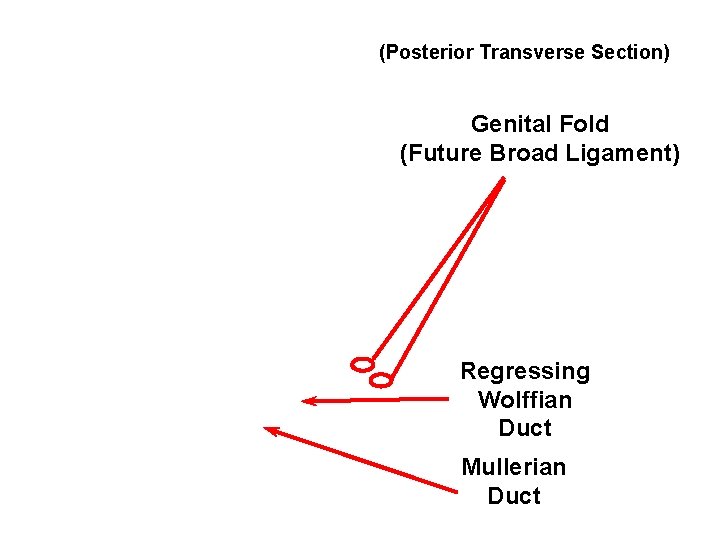 (Posterior Transverse Section) Genital Fold (Future Broad Ligament) Regressing Wolffian Duct Mullerian Duct 