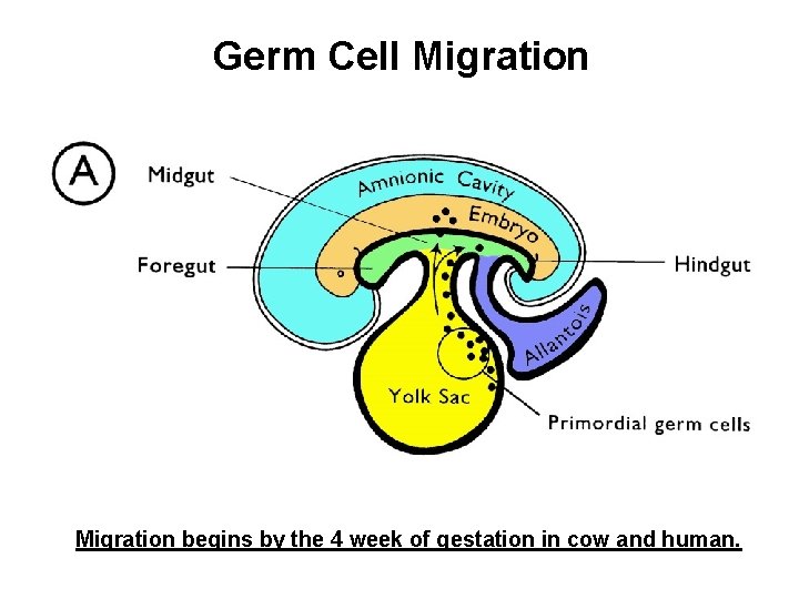 Germ Cell Migration begins by the 4 week of gestation in cow and human.