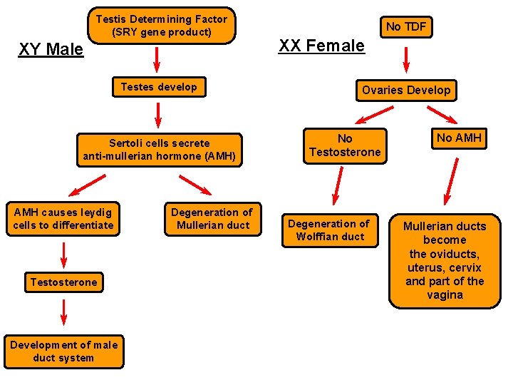 Testis Determining Factor (SRY gene product) XY Male Testes develop Sertoli cells secrete anti-mullerian