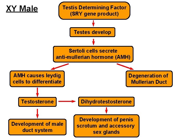 XY Male Testis Determining Factor (SRY gene product) Testes develop Sertoli cells secrete anti-mullerian