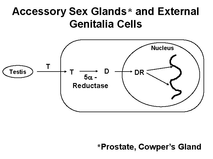 Accessory Sex Glands* and External Genitalia Cells Nucleus Testis T T D 5 Reductase