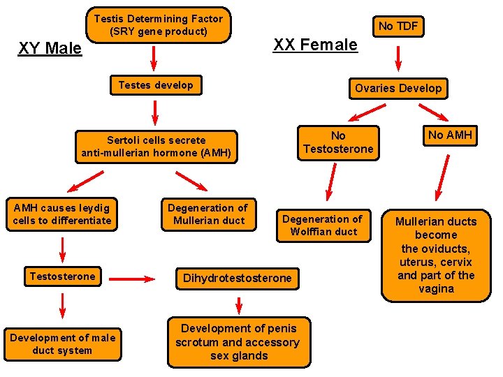 Testis Determining Factor (SRY gene product) XY Male No TDF XX Female Testes develop