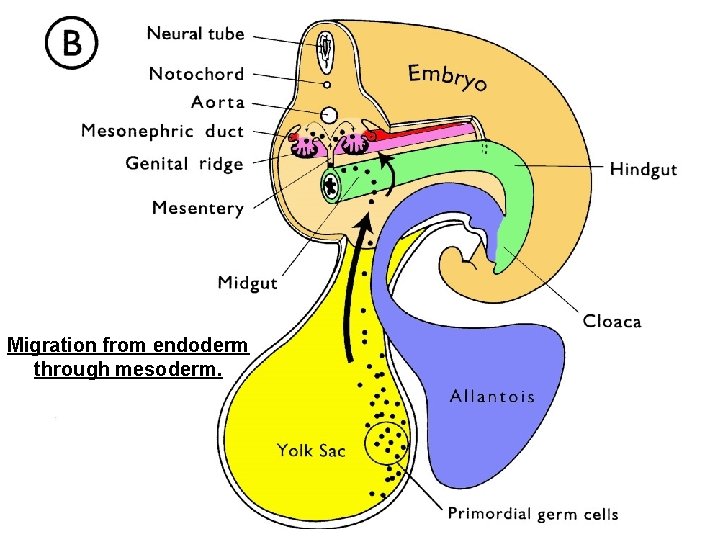 Migration from endoderm through mesoderm. 