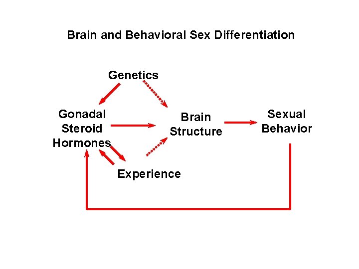 Brain and Behavioral Sex Differentiation Genetics Gonadal Steroid Hormones Brain Structure Experience Sexual Behavior