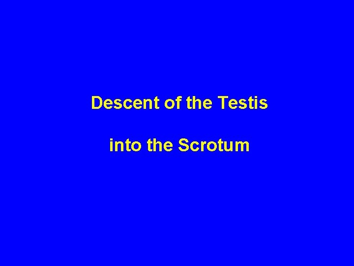 Descent of the Testis into the Scrotum 