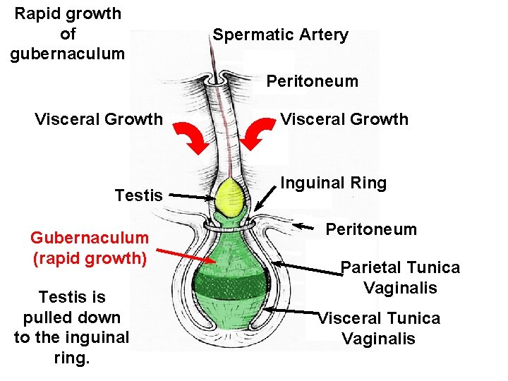Rapid growth of gubernaculum Spermatic Artery Peritoneum Visceral Growth Testis Gubernaculum (rapid growth) Testis