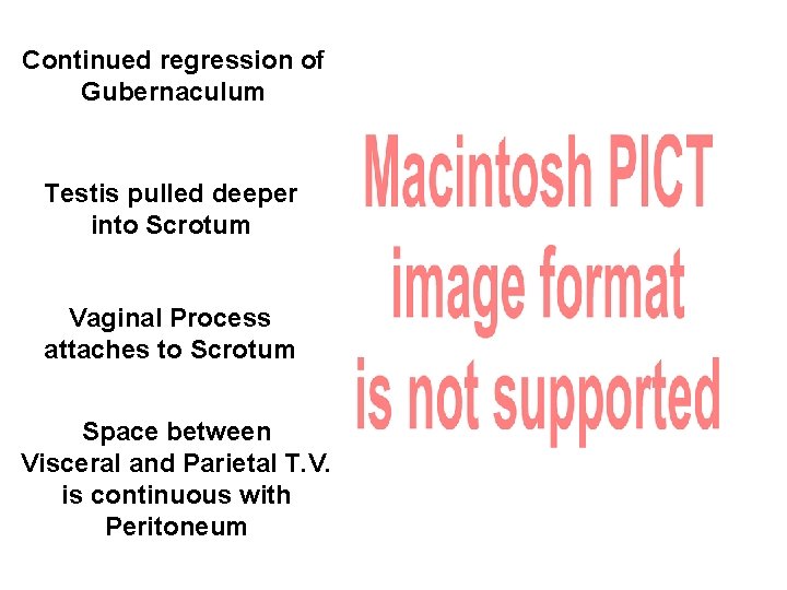 Continued regression of Gubernaculum Testis pulled deeper into Scrotum Vaginal Process attaches to Scrotum