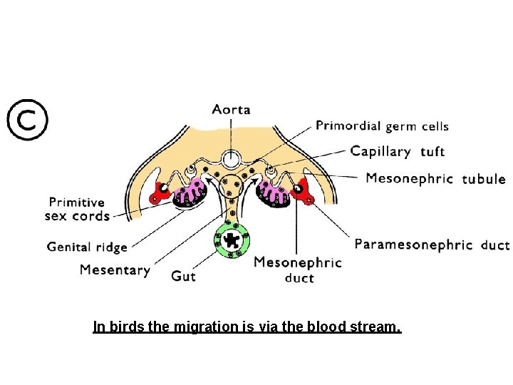 In birds the migration is via the blood stream. 