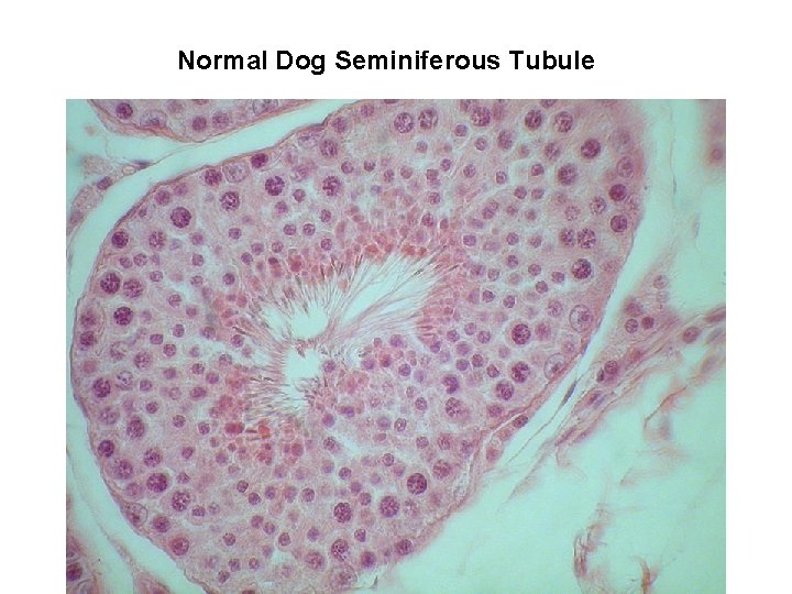 Normal Dog Seminiferous Tubule 