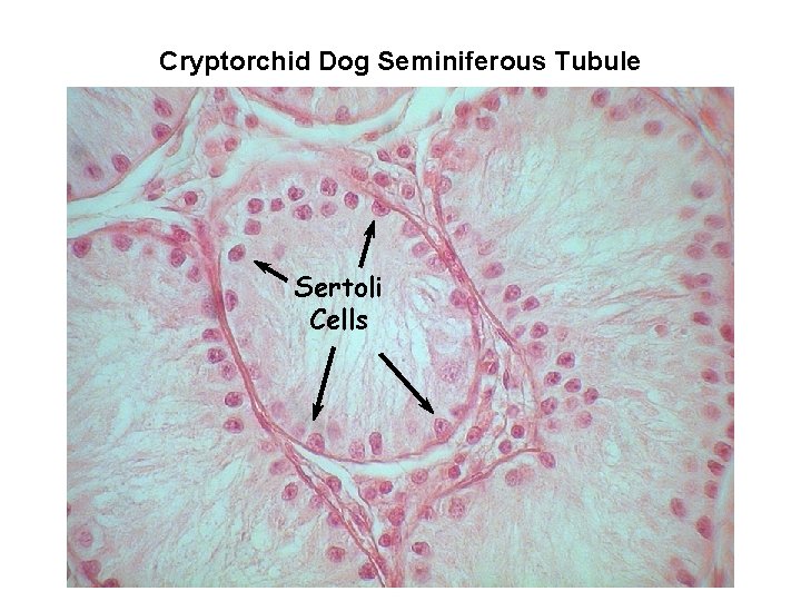 Cryptorchid Dog Seminiferous Tubule Sertoli Cells 