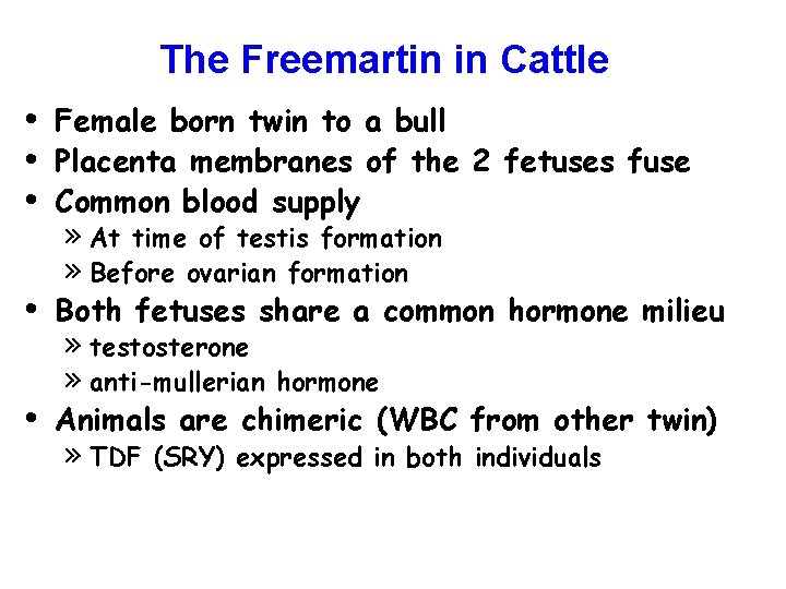 The Freemartin in Cattle • • • Female born twin to a bull Placenta