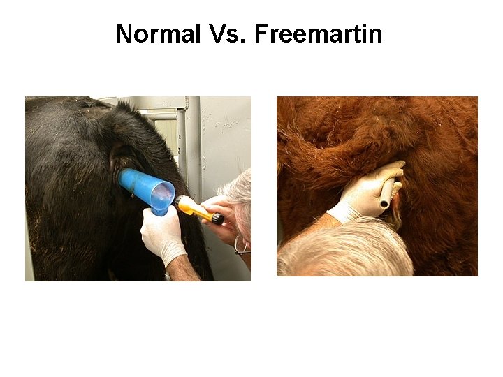 Normal Vs. Freemartin 