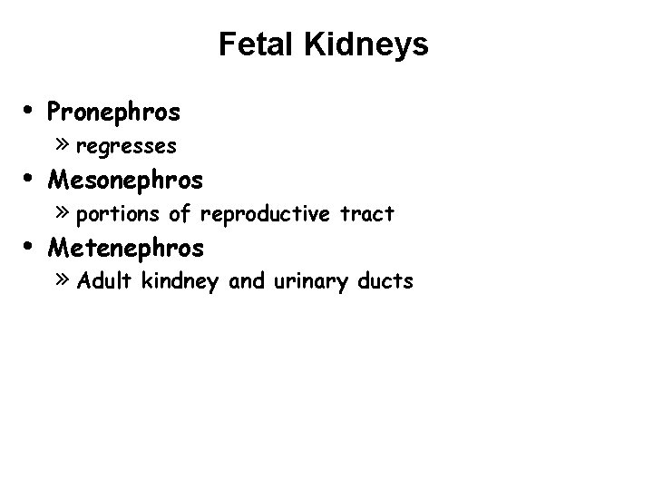 Fetal Kidneys • Pronephros • Mesonephros • » regresses » portions of reproductive tract