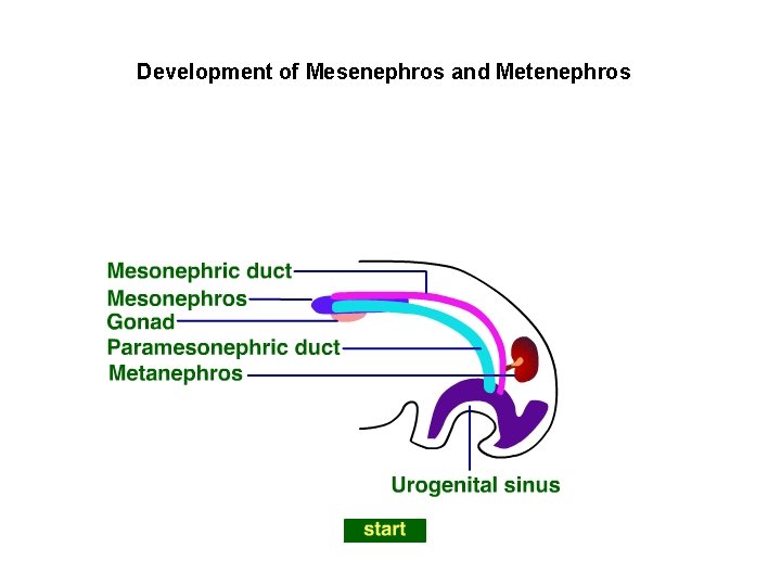 Development of Mesenephros and Metenephros 
