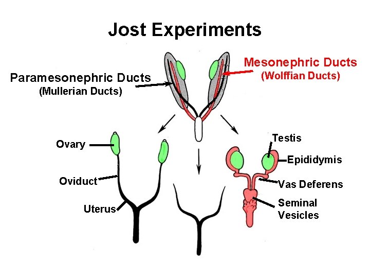 Jost Experiments Mesonephric Ducts Paramesonephric Ducts (Wolffian Ducts) (Mullerian Ducts) Ovary Testis Epididymis Oviduct