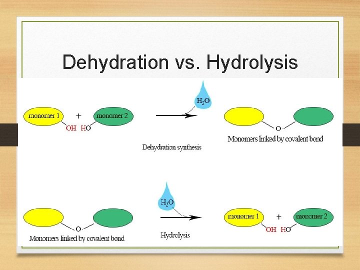 Dehydration vs. Hydrolysis 