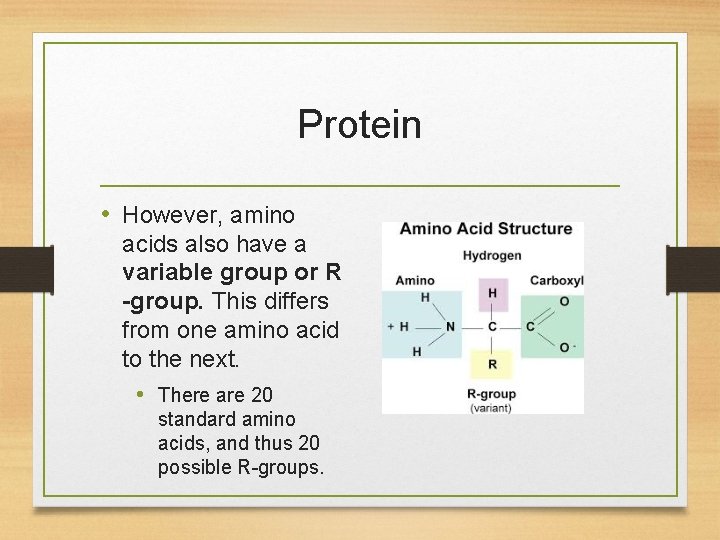 Protein • However, amino acids also have a variable group or R -group. This