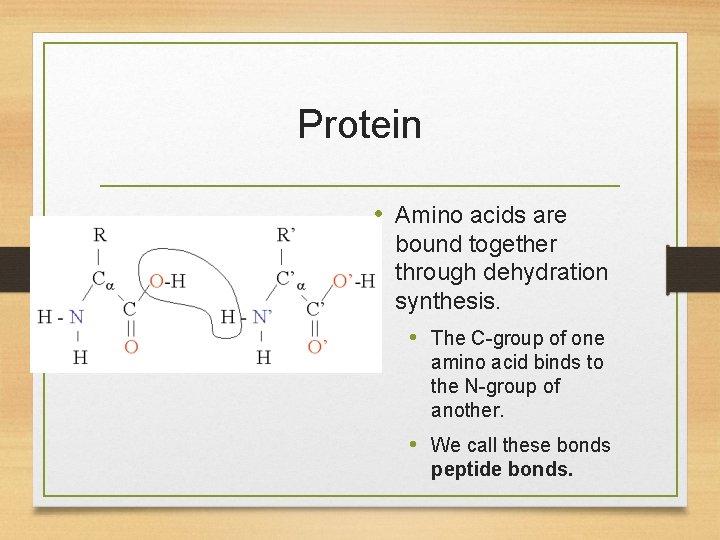 Protein • Amino acids are bound together through dehydration synthesis. • The C-group of