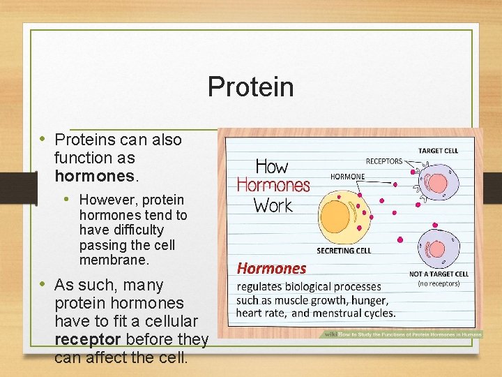 Protein • Proteins can also function as hormones. • However, protein hormones tend to