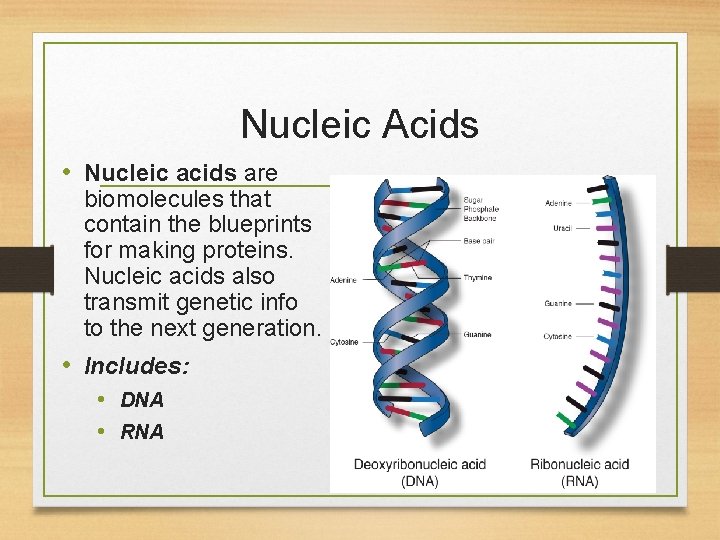 Nucleic Acids • Nucleic acids are biomolecules that contain the blueprints for making proteins.