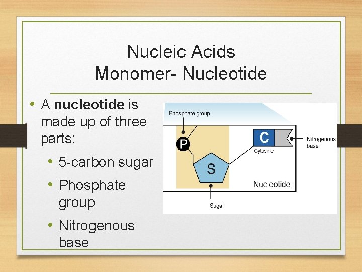 Nucleic Acids Monomer- Nucleotide • A nucleotide is made up of three parts: •