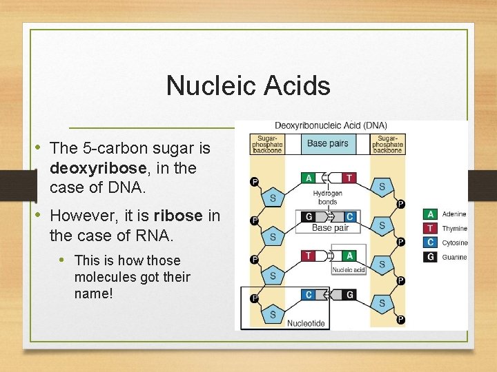 Nucleic Acids • The 5 -carbon sugar is deoxyribose, in the case of DNA.