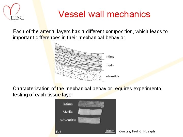 Vessel wall mechanics Each of the arterial layers has a different composition, which leads