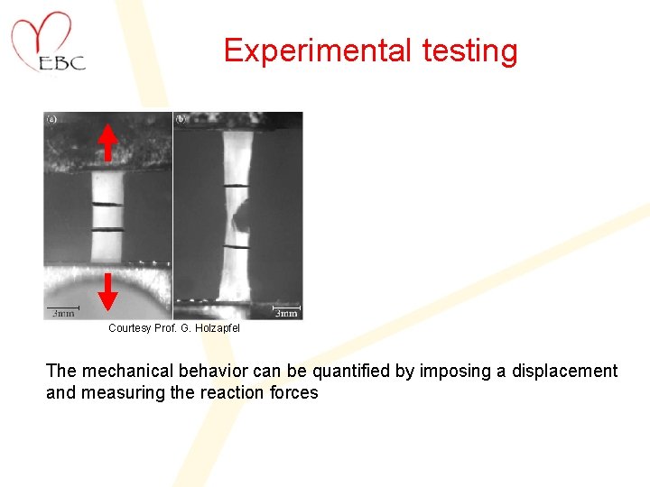 Experimental testing Courtesy Prof. G. Holzapfel The mechanical behavior can be quantified by imposing