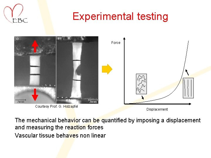 Experimental testing Force Courtesy Prof. G. Holzapfel Displacement The mechanical behavior can be quantified