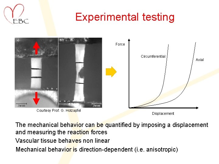 Experimental testing Force Circumferential Courtesy Prof. G. Holzapfel Axial Displacement The mechanical behavior can