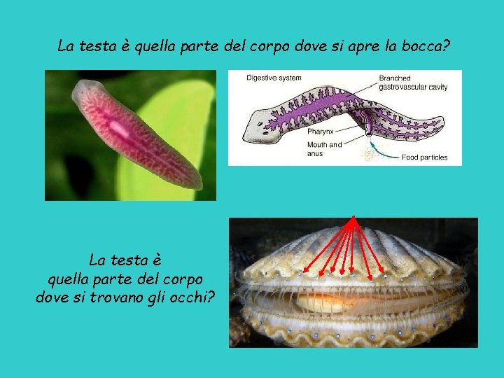 La testa è quella parte del corpo dove si apre la bocca? La testa