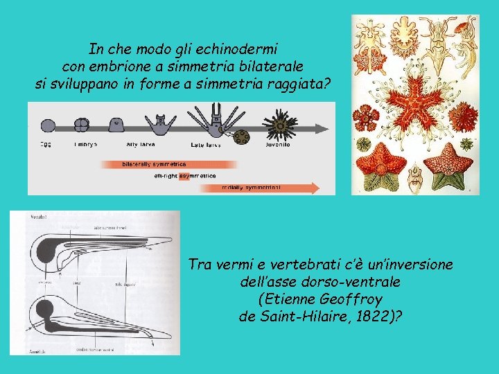 In che modo gli echinodermi con embrione a simmetria bilaterale si sviluppano in forme