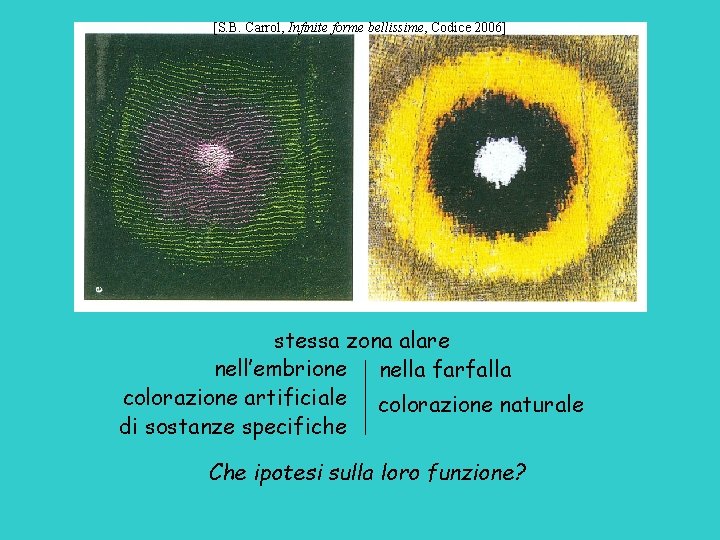 [S. B. Carrol, Infinite forme bellissime, Codice 2006] stessa zona alare nell’embrione nella farfalla