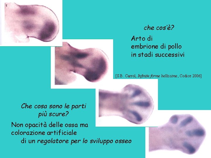 che cos’è? Arto di embrione di pollo in stadi successivi [S. B. Carrol, Infinite