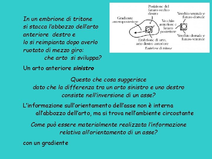 In un embrione di tritone si stacca l’abbozzo dell’arto anteriore destro e lo si