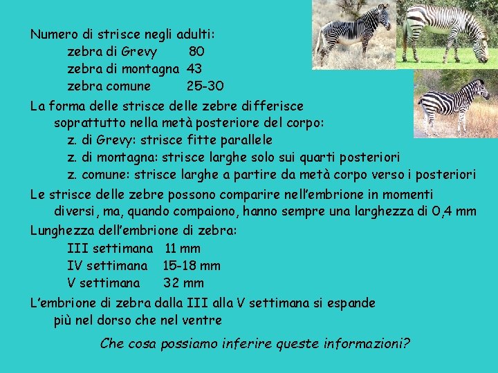 Numero di strisce negli adulti: zebra di Grevy 80 zebra di montagna 43 zebra