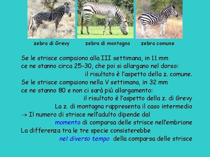 zebra di Grevy zebra di montagna zebra comune Se le strisce compaiono alla III