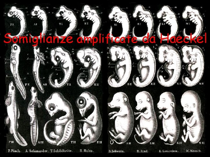 Somiglianze amplificate da Haeckel Embrioni di quali animali? 