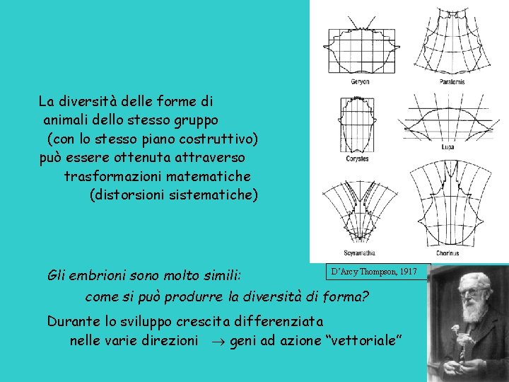 La diversità delle forme di animali dello stesso gruppo (con lo stesso piano costruttivo)