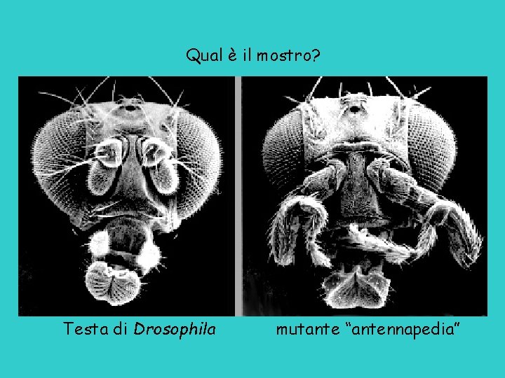 Qual è il mostro? Testa di Drosophila mutante “antennapedia” 
