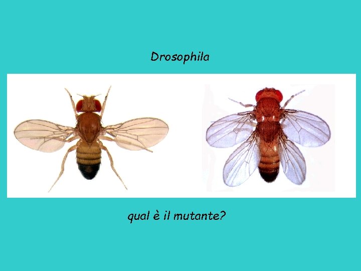 Drosophila qual è il mutante? 