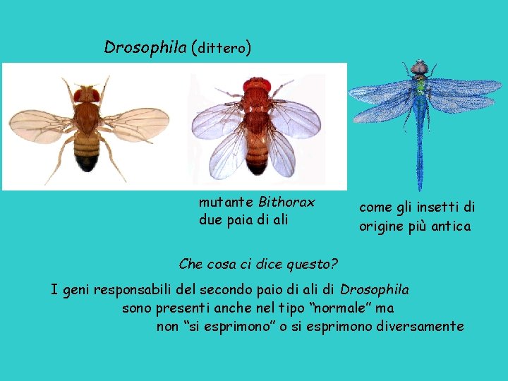 Drosophila (dittero) mutante Bithorax due paia di ali come gli insetti di origine più