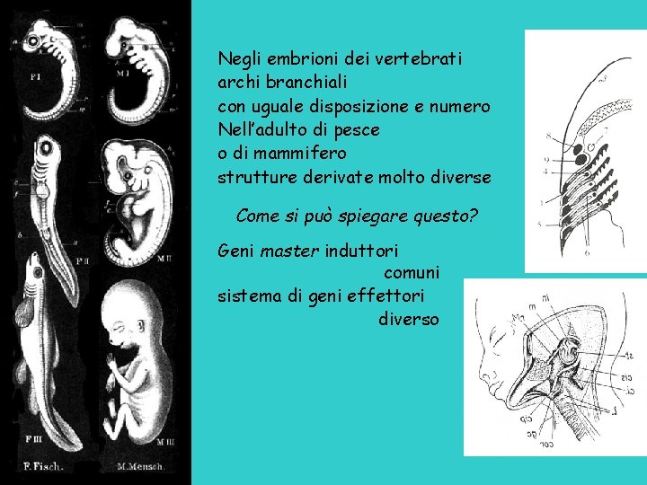 Negli embrioni dei vertebrati archi branchiali con uguale disposizione e numero Nell’adulto di pesce