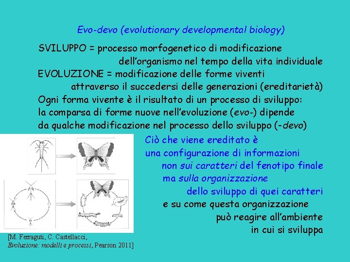 Evo-devo (evolutionary developmental biology) SVILUPPO = processo morfogenetico di modificazione dell’organismo nel tempo della