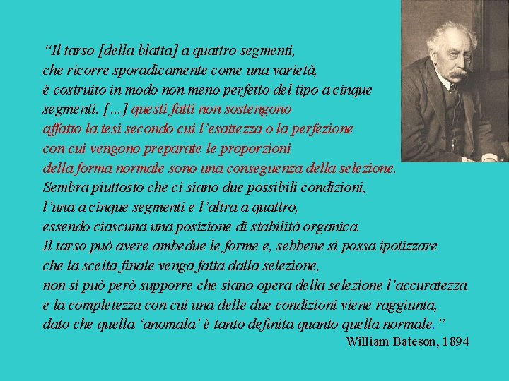 “Il tarso [della blatta] a quattro segmenti, che ricorre sporadicamente come una varietà, è